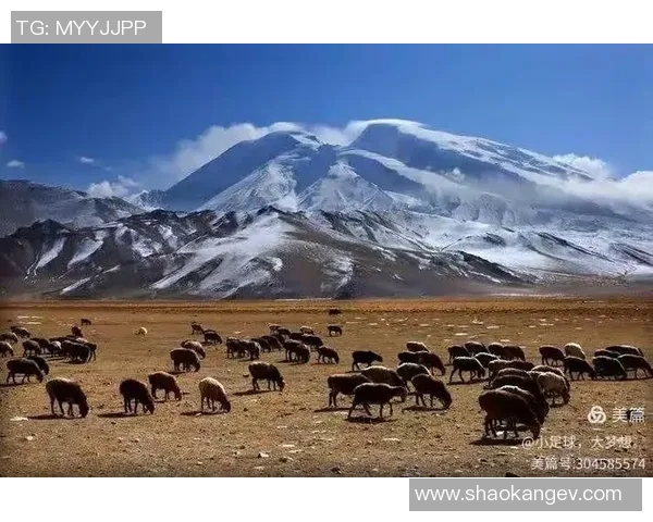 羊群中的足球明星传奇与他们的精彩瞬间分享